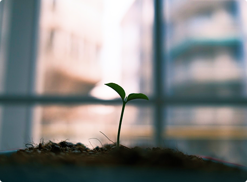 A tender plant shoot rises from the dark earth