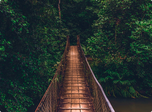 A wooden suspension bridge leads through the rainforest
